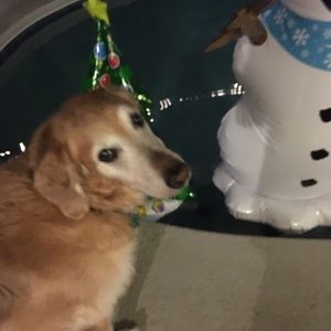 Meet your Posher, Carol